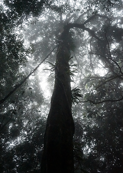 kinabalu national park