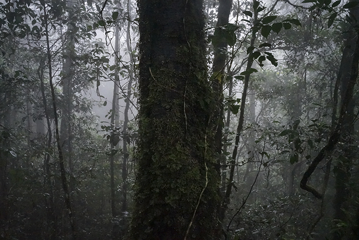 kinabalu