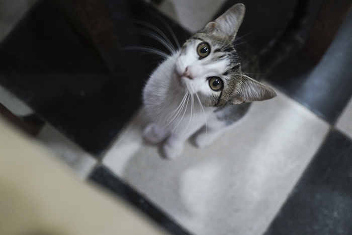 Dominikaaninen tasavalta