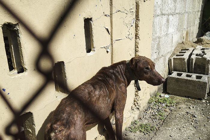 Dominikaaninen tasavalta