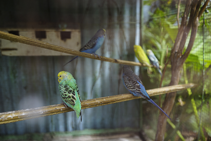 Dominikaaninen tasavalta