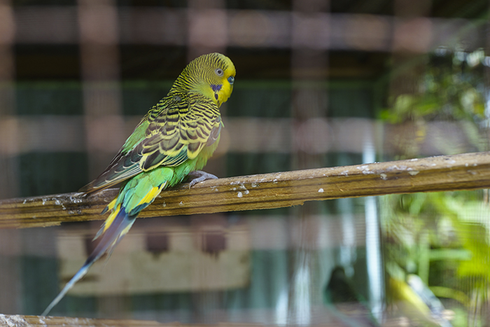 Dominikaaninen tasavalta