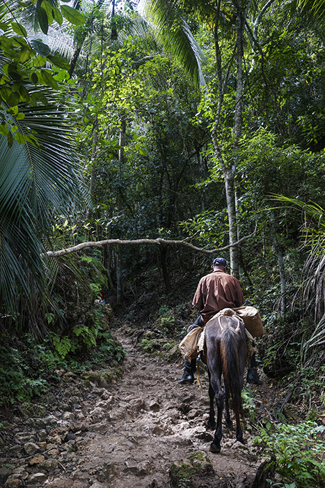 El Limónen vesiputous