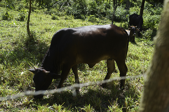 El Limónen vesiputous