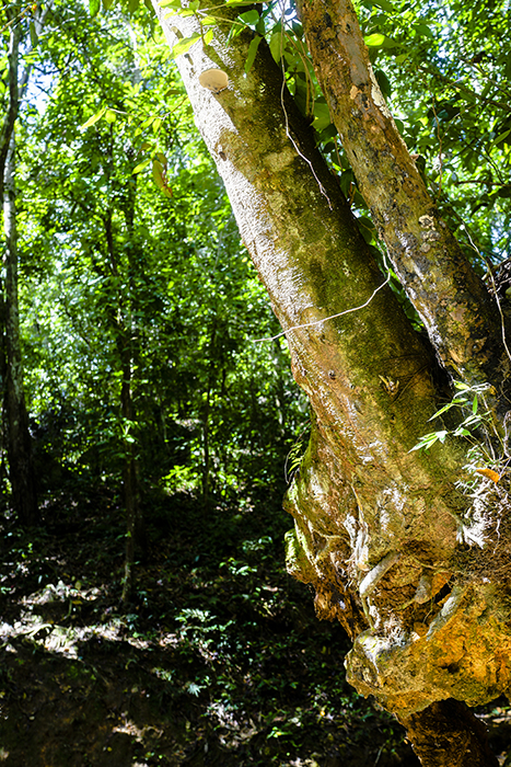 El Limónen vesiputous
