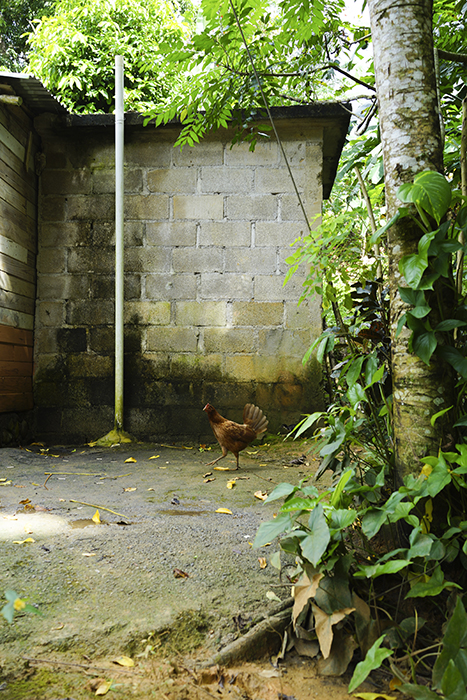 El Limónen vesiputous