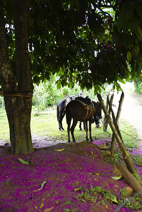 El Limónen vesiputous