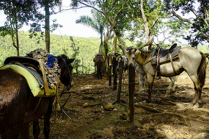 El Limónen vesiputous